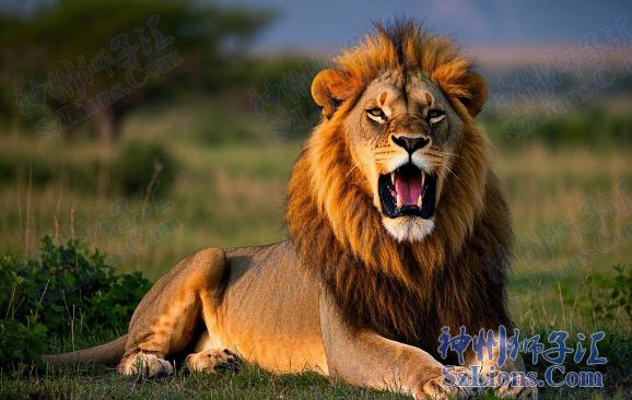 数智狮子汇：打造全球狮友共创共享的生态平台——以数智化赋能公益与商业的无限可能